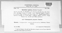 Epichloe typhina image